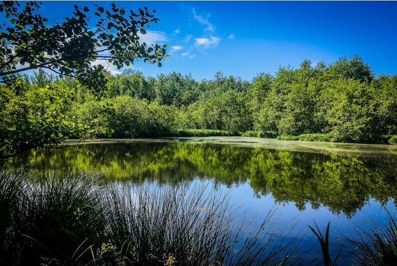 Lieu : Marais de l'étang de Bizadan