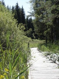 Lieu : Marais des Lèches