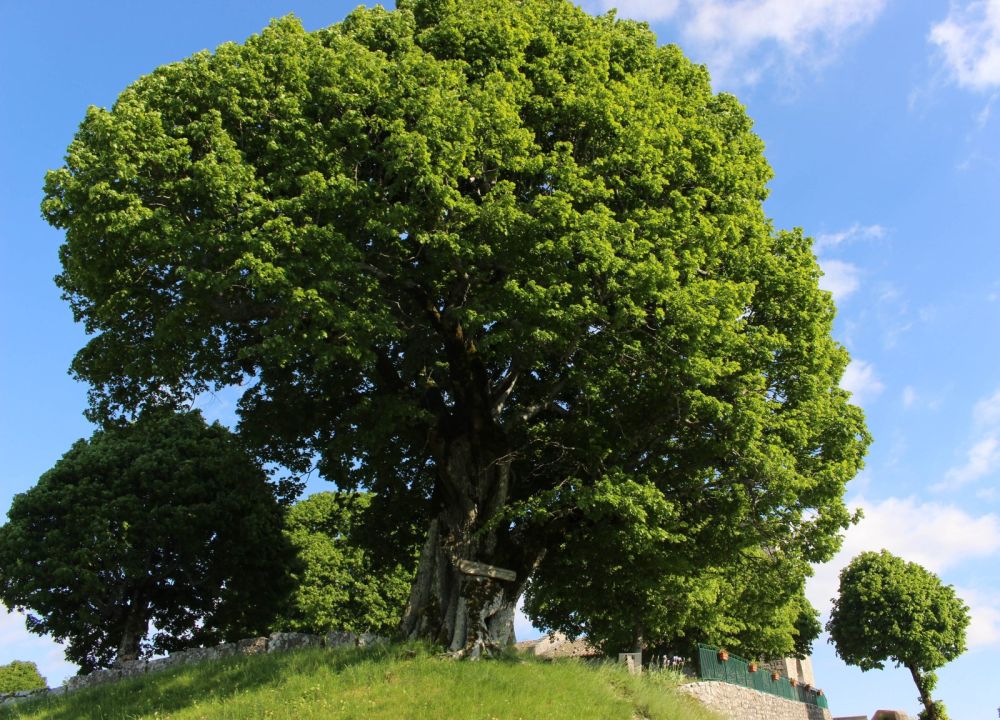 Le tilleul de Sully : arbre remarquable