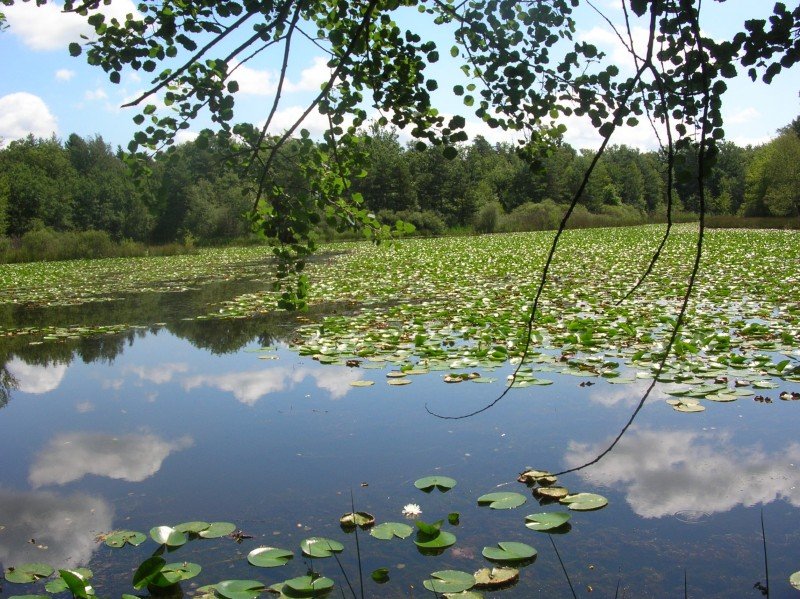 Photo : Étang de But