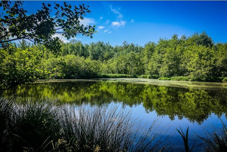 Photo : Marais de l'étang de Bizadan