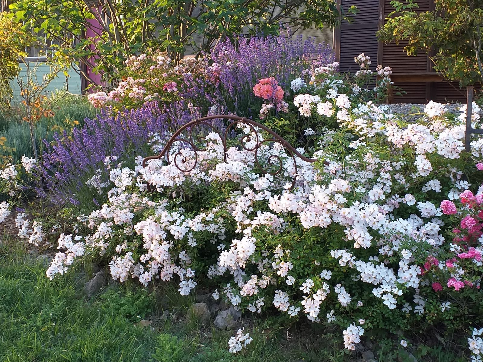 Photo : Roseraie- jardin du Lion d'Or
